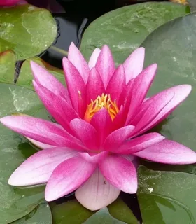 Buy Water Lilies Online with Confidence: What to Consider Before Making a Purchase