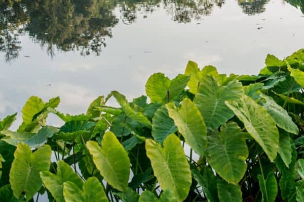 British Pond Plants: A Guide to Choosing the Right Plants for Your Pond